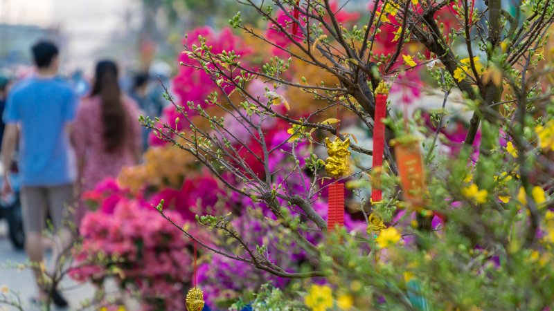 Miền Trung trong dịp Tết Nguyên đán 2025 có thể có mưa nhẹ