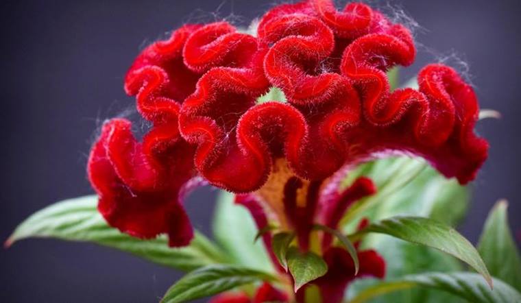 Cách trồng hoa mào gà đúng Tết cực hay