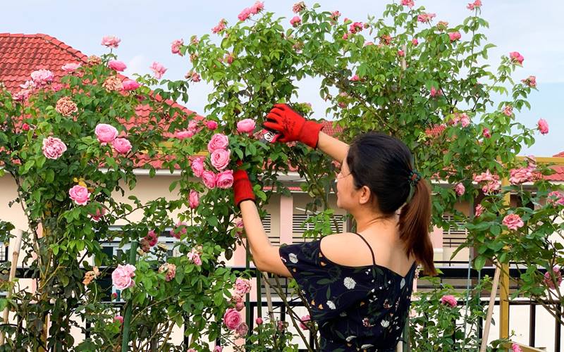 Hướng dẫn cách chăm hoa hồng ra hoa Tết cực chuẩn