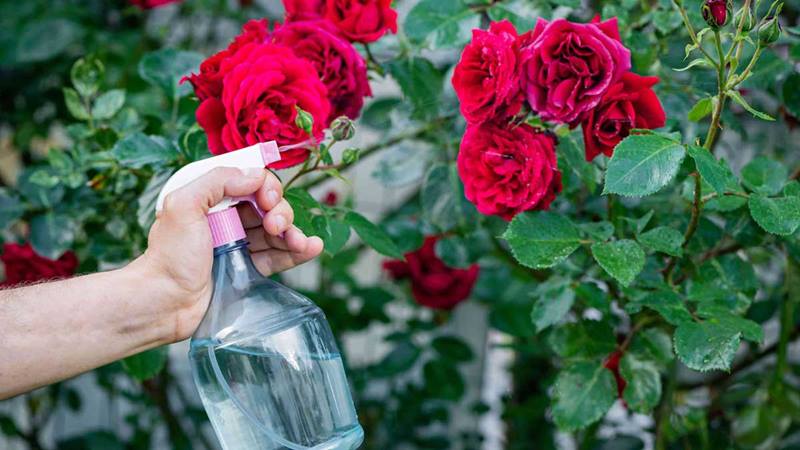 Phòng trừ sâu bệnh gây hại cho hoa hồng