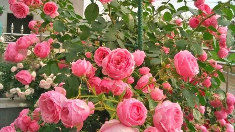  Dùng đất trồng hoa hồng trồng chậu chất lượng để hoa hồng