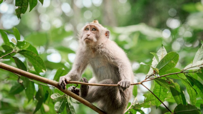 Tuổi Thân sinh năm bao nhiêu? Thuộc mệnh gì?