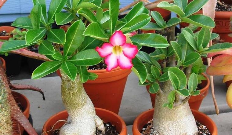 Cách làm hoa sứ nở đúng Tết không nên bỏ lỡ