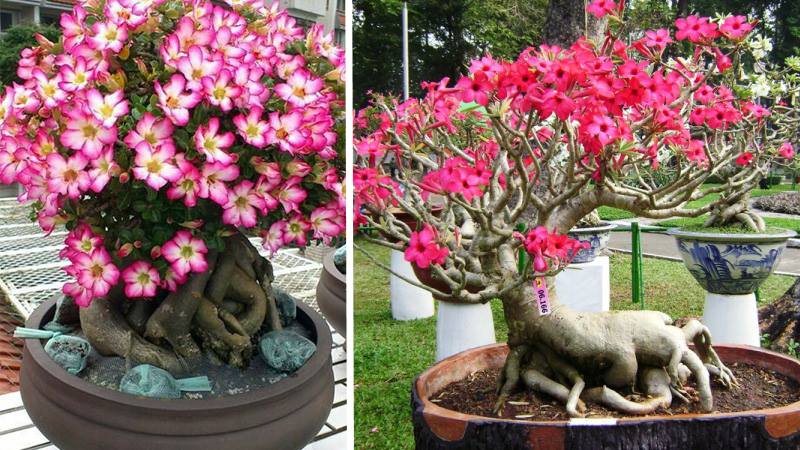 Hoa sứ thường được cho là hợp với những người mệnh Mộc và Hỏa