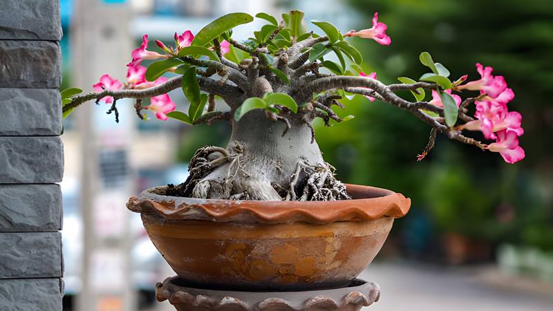 Cách chăm sóc hoa sứ nở đúng Tết