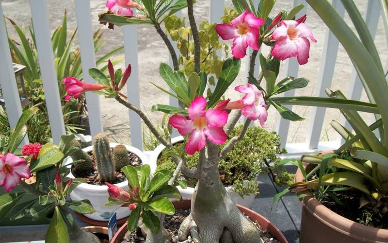 Hướng dẫn cách làm hoa sứ nở đúng Tết