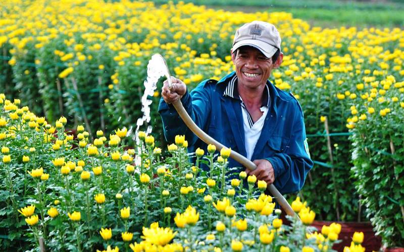  Các bước chăm sóc hoa cúc sau Tết