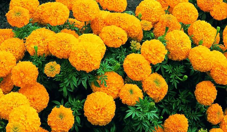 Hướng dẫn chăm sóc hoa cúc sau Tết đơn giản tại nhà