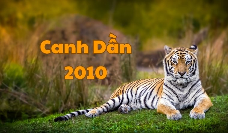 2010 là mệnh gì? Giải đáp chi tiết về tuổi Canh Dần