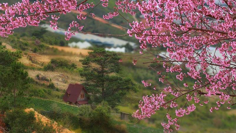 Rộn ràng Tết đến cùng sắc vàng, sắc hồng tươi mới