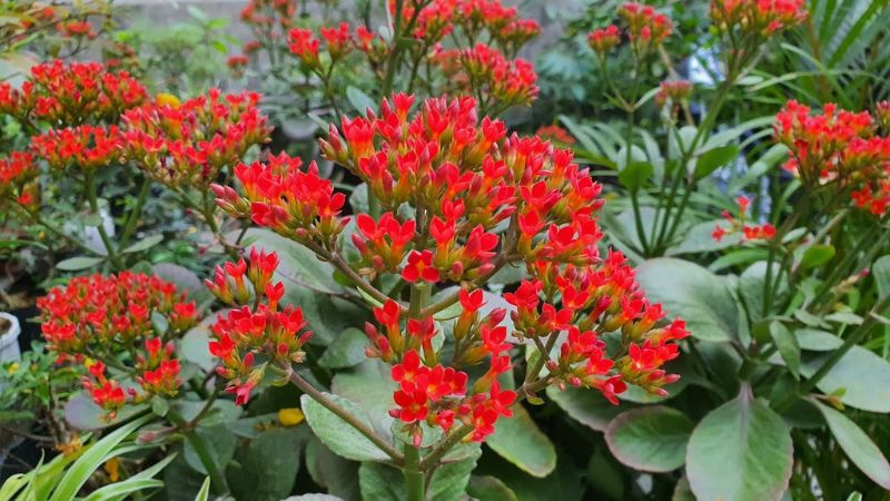 Hoa sống đời miền Bắc