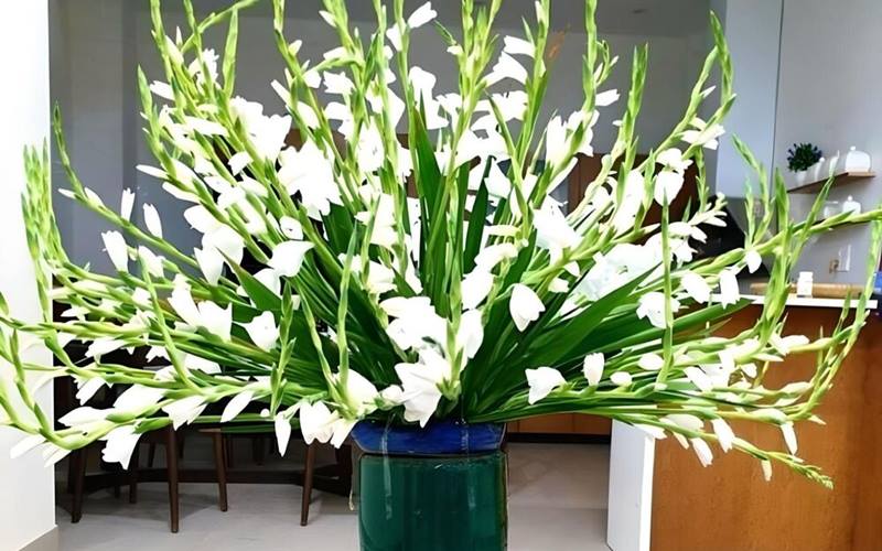 Hoa lay ơn miền Bắc
