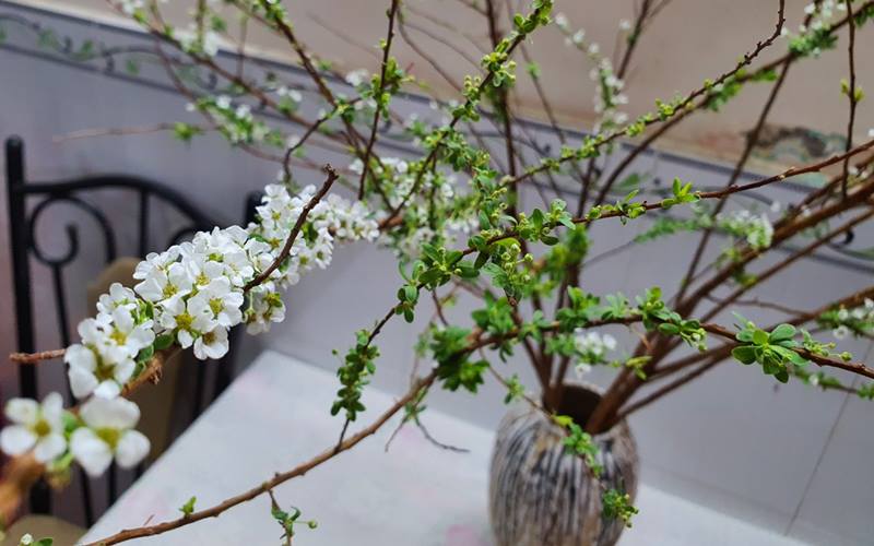 Hoa tuyết mai miền Bắc