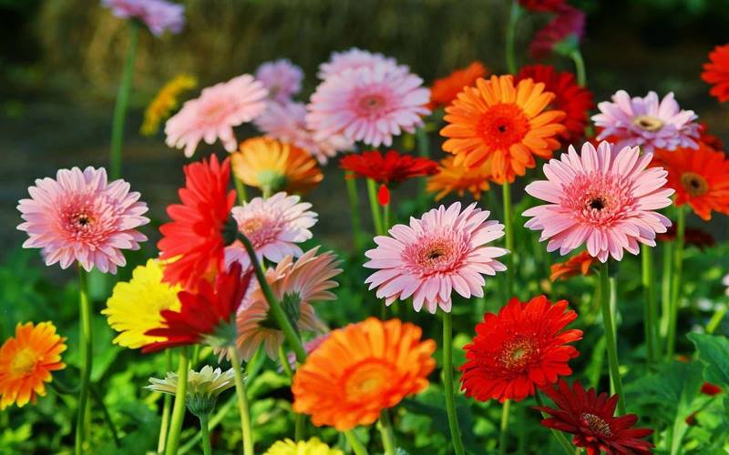 Hoa đồng tiền miền Bắc