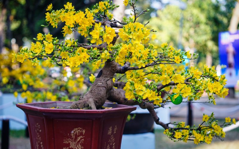 Chưng hoa mai ngày Tết Chưng hoa mai ngày Tết