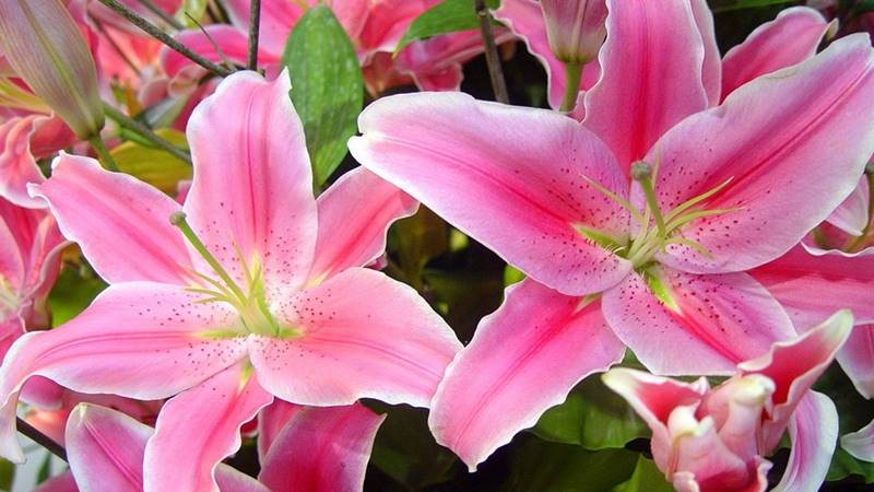 Cách chọn hoa ly để bán đẹp?