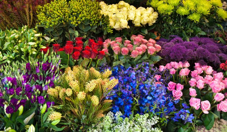 Điểm danh 6 loài hoa Tết nhập khẩu độc đáo, tươi lâu nhất