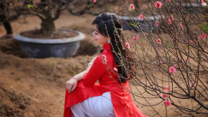 Hoa đào ngày Tết