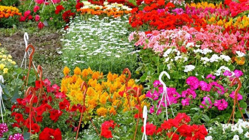 Hình ảnh chợ hoa