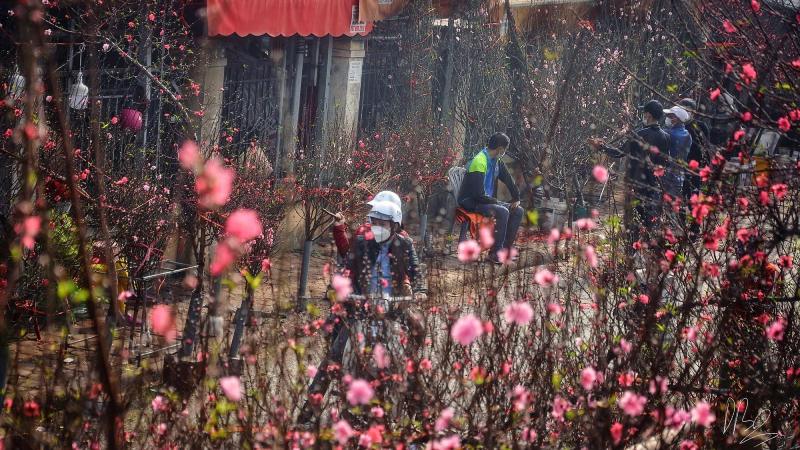 Cây cảnh ngày Tết - Hoa đào