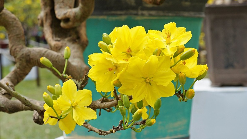 Cây cảnh ngày Tết - Hoa mai