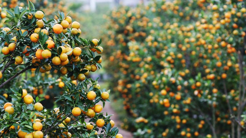 Cây cảnh ngày Tết - Câu quất (tắc)