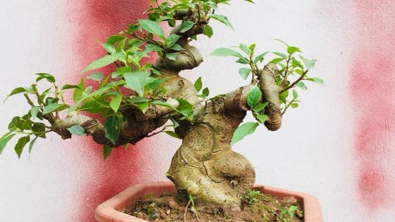 Cây cảnh ngày Tết - Cây sung