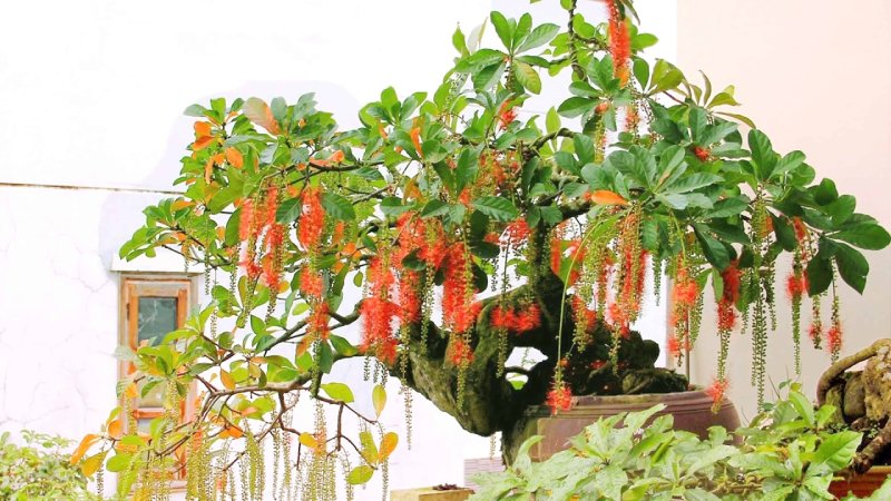 Cây cảnh ngày Tết - Cây lộc vừng