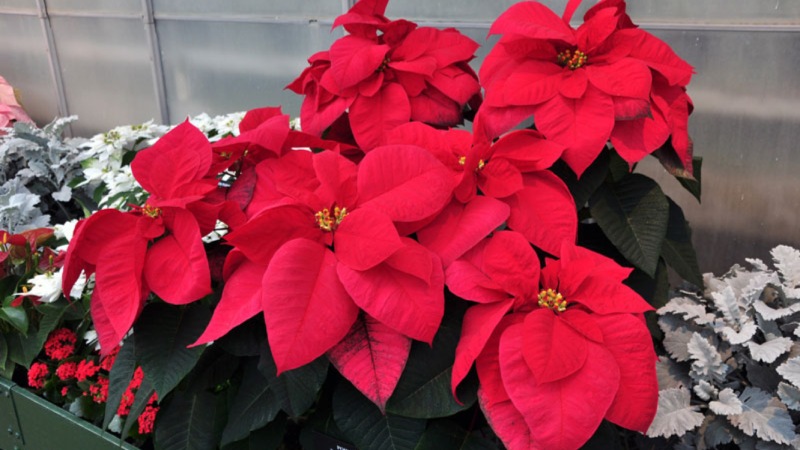 Cây cảnh ngày Tết - Cây trạng nguyên