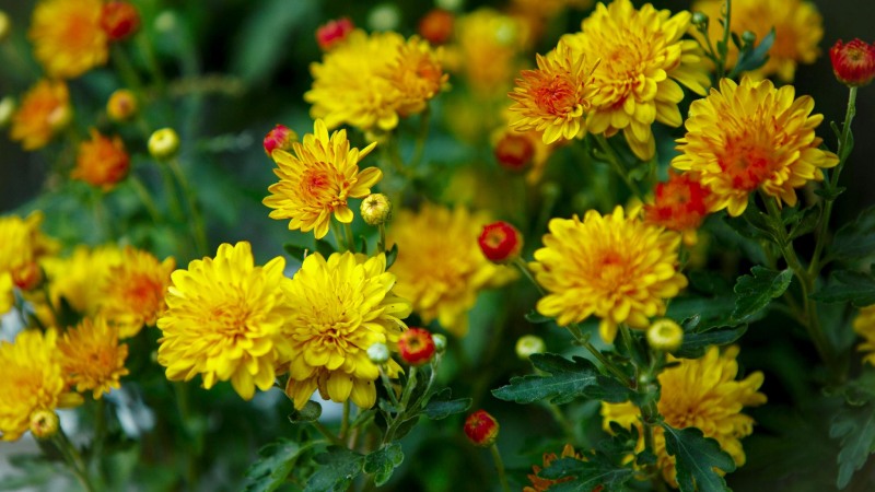 Cây cảnh ngày Tết - Hoa cúc