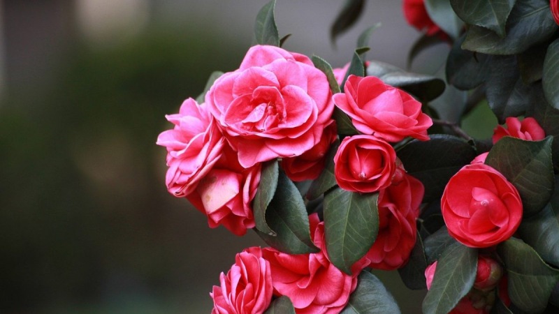 Cây cảnh ngày Tết - Hoa hải đường