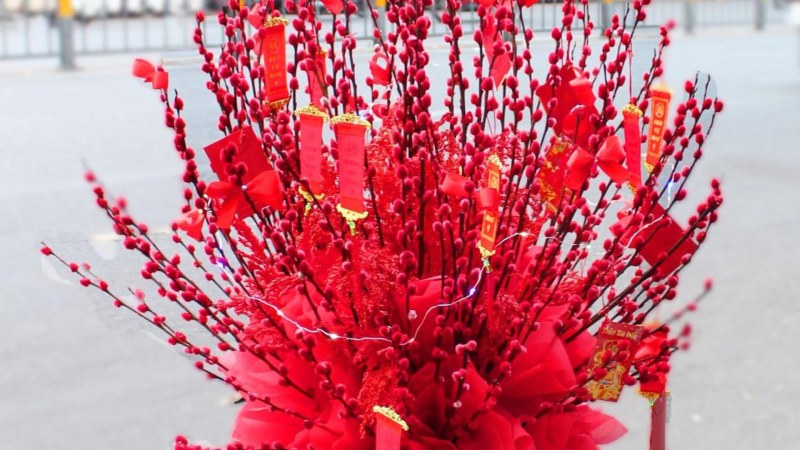 Cây cảnh ngày Tết - Nụ tầm xuân