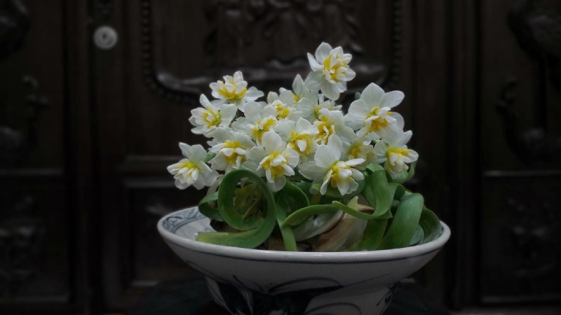 Cây cảnh ngày Tết - Hoa thủy tiên