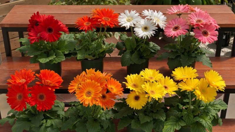 Cây cảnh ngày Tết - Hoa đồng tiền