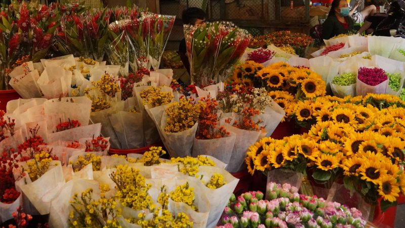 Cách chọn và chăm sóc cây cảnh ngày Tết