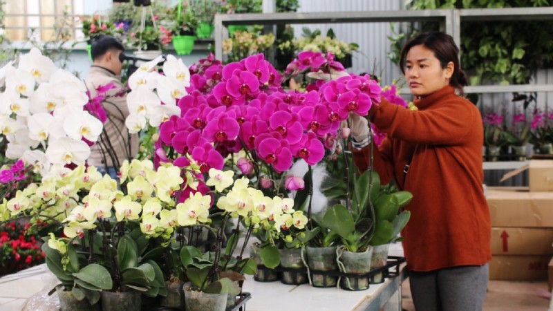 Địa chỉ mua cây cảnh ngày Tết uy tín