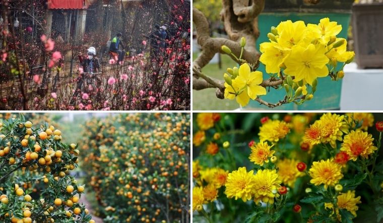 Top 15 cây cảnh ngày Tết hút tài lộc, may mắn cho gia chủ 