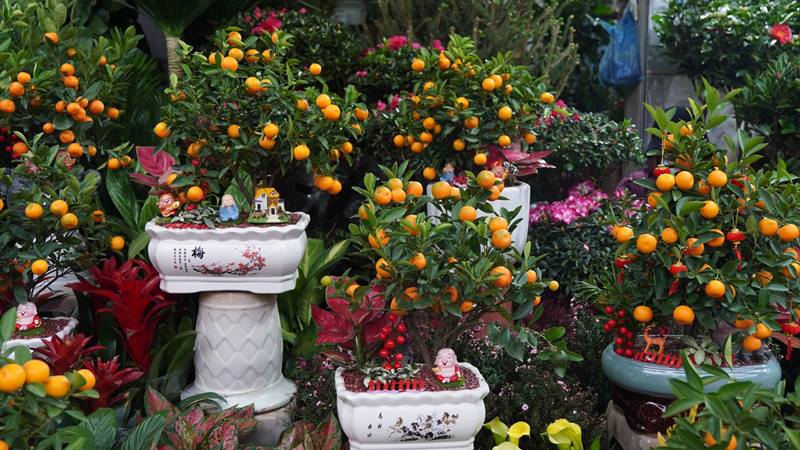 Chợ hoa Hoàng Hoa Thám