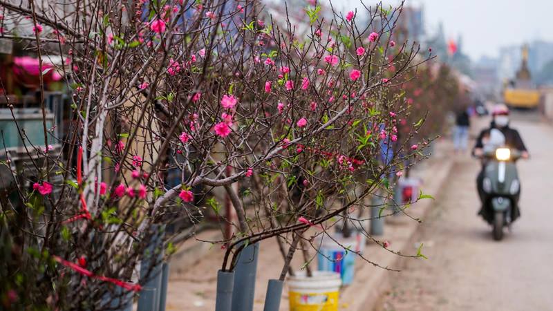 Chợ hoa Nhật Tân