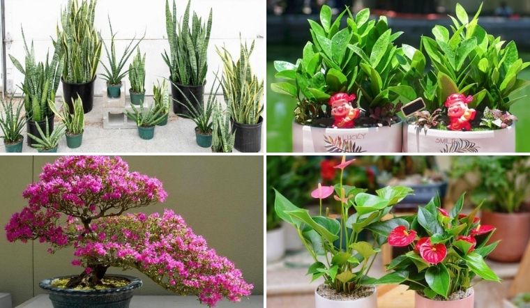 Lưu ngay 8 loại cây cảnh phù hợp cả 5 mệnh, rước lộc vào nhà dịp Tết 2025