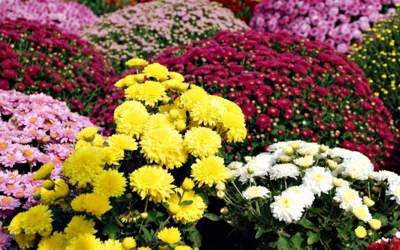 Thời điểm gieo trồng để hoa cúc Tết nở đúng dịp Thời điểm gieo trồng để hoa cúc Tết nở đúng dịp