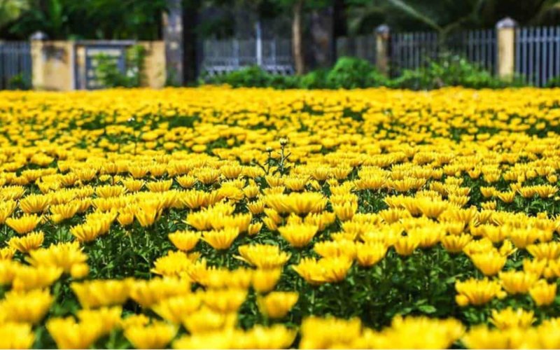 Chuẩn bị giá thể trồng cúc Chuẩn bị giá thể trồng cúc