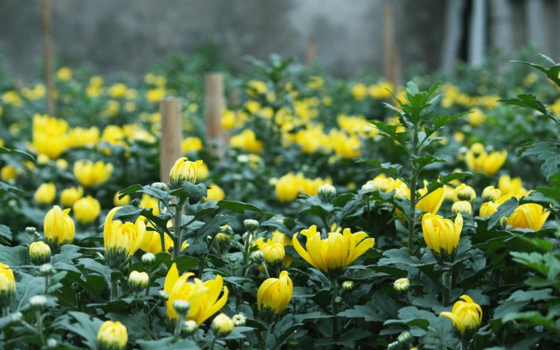 Kỹ thuật trồng hoa cúc Tết Kỹ thuật trồng hoa cúc Tết