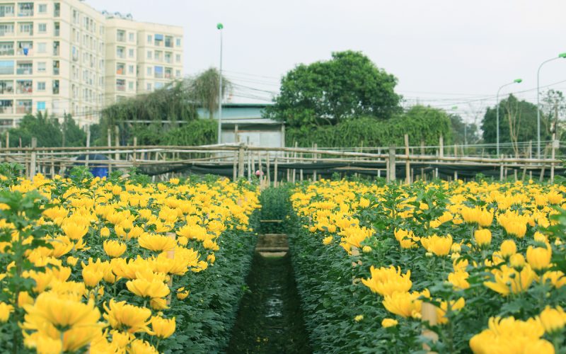 Tuân thủ đúng kỹ thuật trồng hoa cúc Tết Tuân thủ đúng kỹ thuật trồng hoa cúc Tết