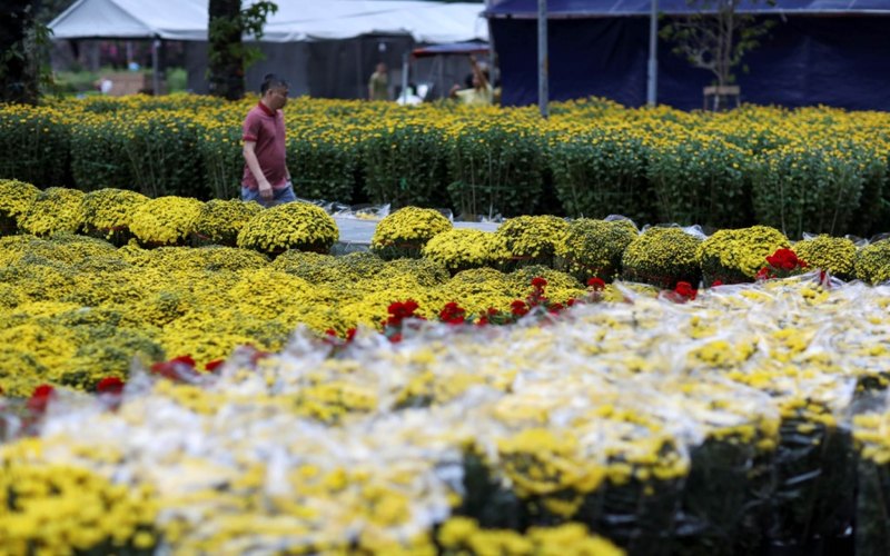 Lưu ý khi áp dụng kỹ thuật trồng hoa cúc Tết Lưu ý khi áp dụng kỹ thuật trồng hoa cúc Tết