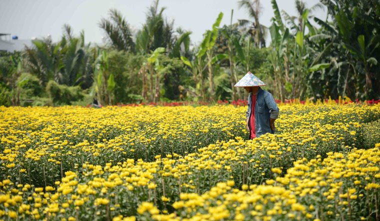 Kỹ thuật trồng hoa cúc Tết 2025 đúng chuẩn, hoa nở rực rỡ