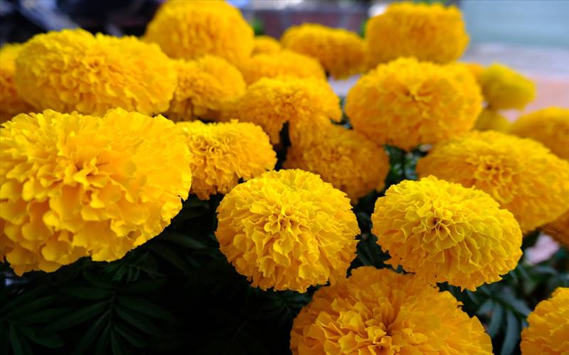 Trồng hoa vạn thọ Tết vào tháng mấy? Trồng hoa vạn thọ Tết vào tháng mấy?