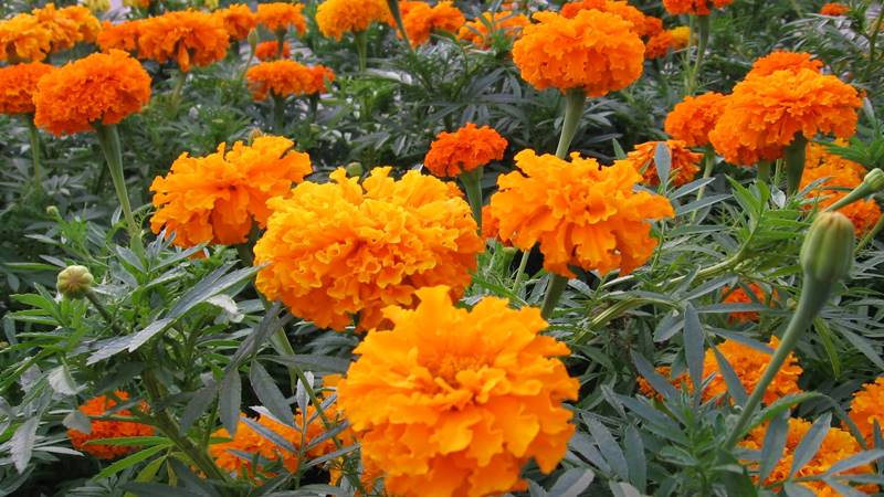 Câu hỏi liên quan đến việc trồng hoa vạn thọ nở đúng tết Câu hỏi liên quan đến việc trồng hoa vạn thọ nở đúng tết