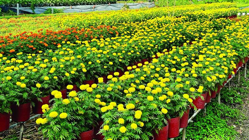 Công dụng của cây hoa vạn thọ Công dụng của cây hoa vạn thọ