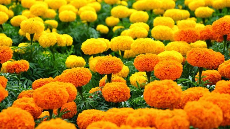 Nguồn gốc và đặc điểm cây hoa vạn thọ Nguồn gốc và đặc điểm cây hoa vạn thọ
